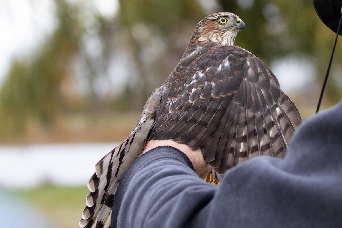 Sharp-shinned Hawk - ML625724350