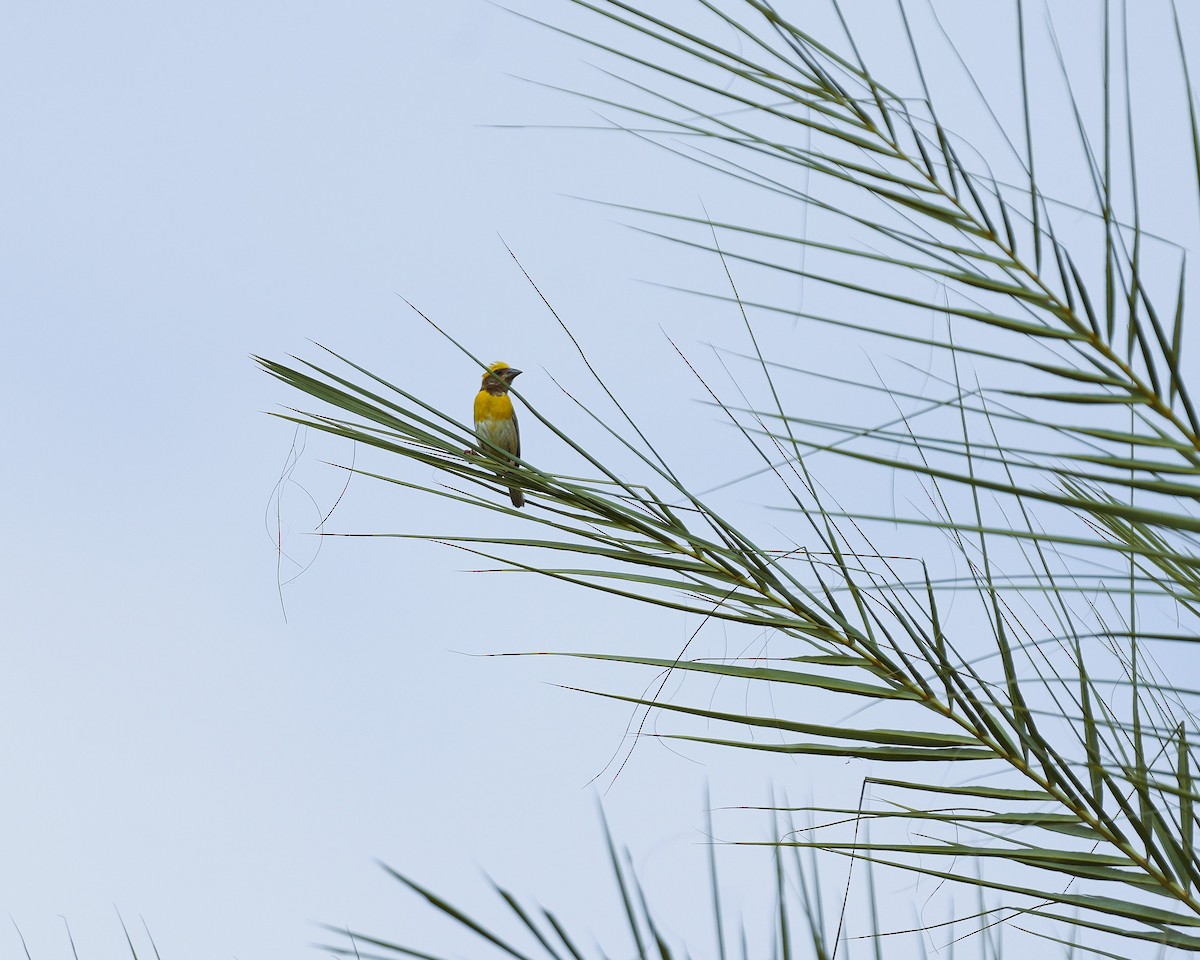 Baya Weaver - ML625724352