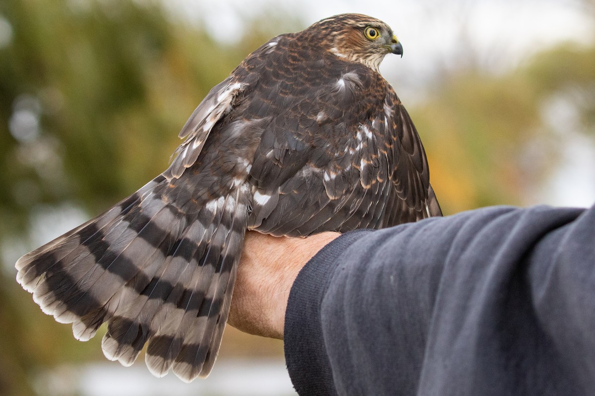 Sharp-shinned Hawk - ML625724357