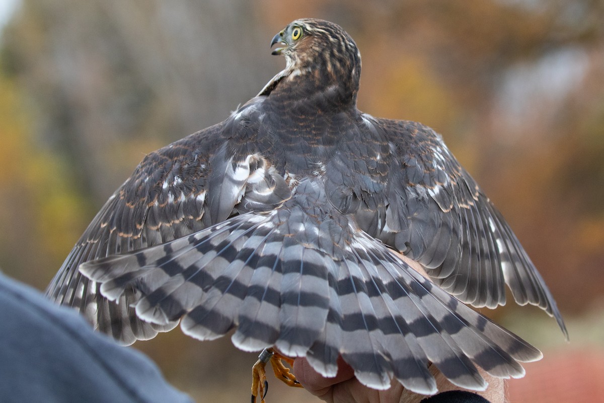 Sharp-shinned Hawk - ML625724360