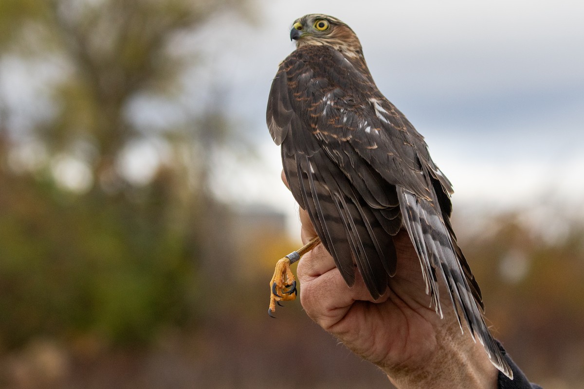 Sharp-shinned Hawk - ML625724363