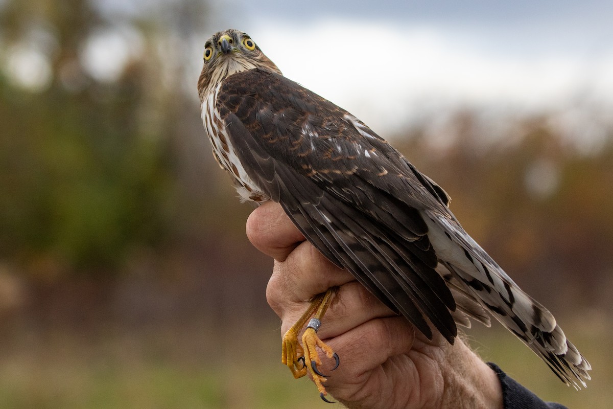 Sharp-shinned Hawk - ML625724366