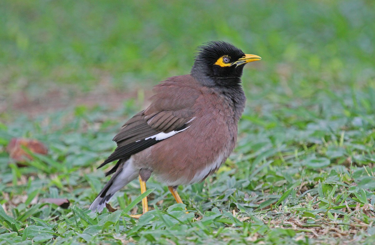 Common Myna - ML62572441