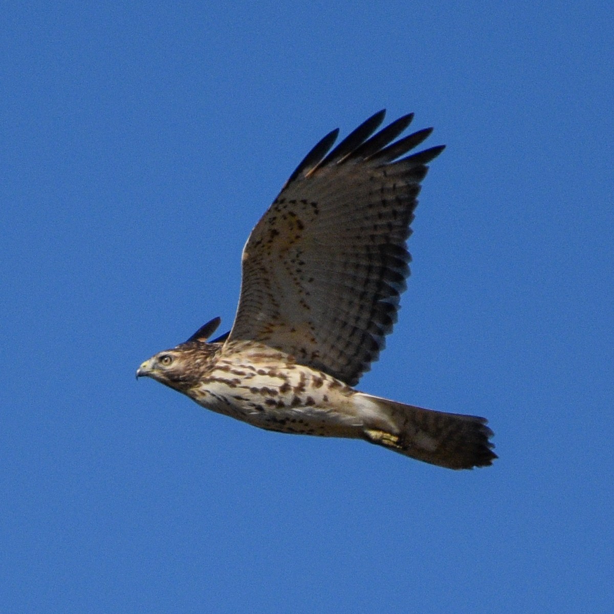 Red-shouldered Hawk - ML625724542