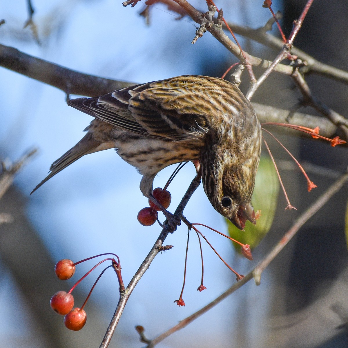 Purple Finch - ML625724552