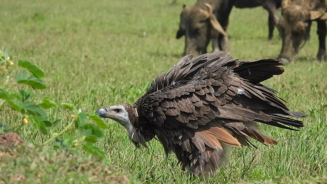Vautour chaugoun - ML625724564