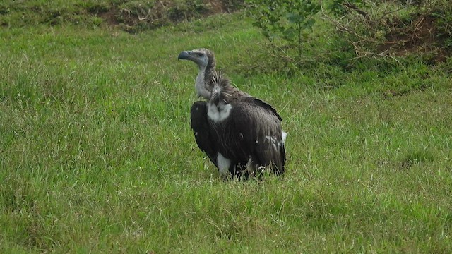 Vautour chaugoun - ML625724584