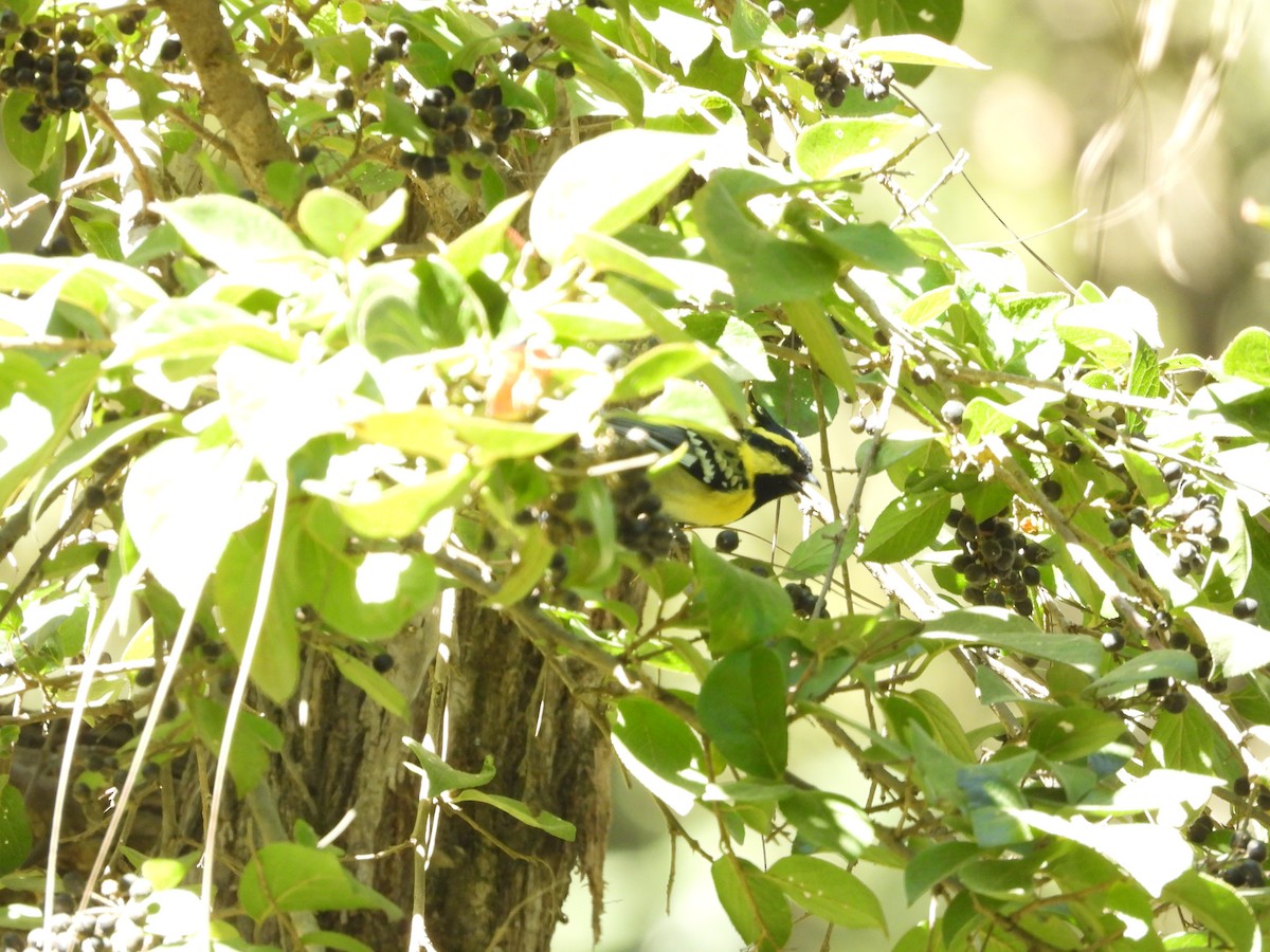 Himalayan Black-lored Tit - ML625724727