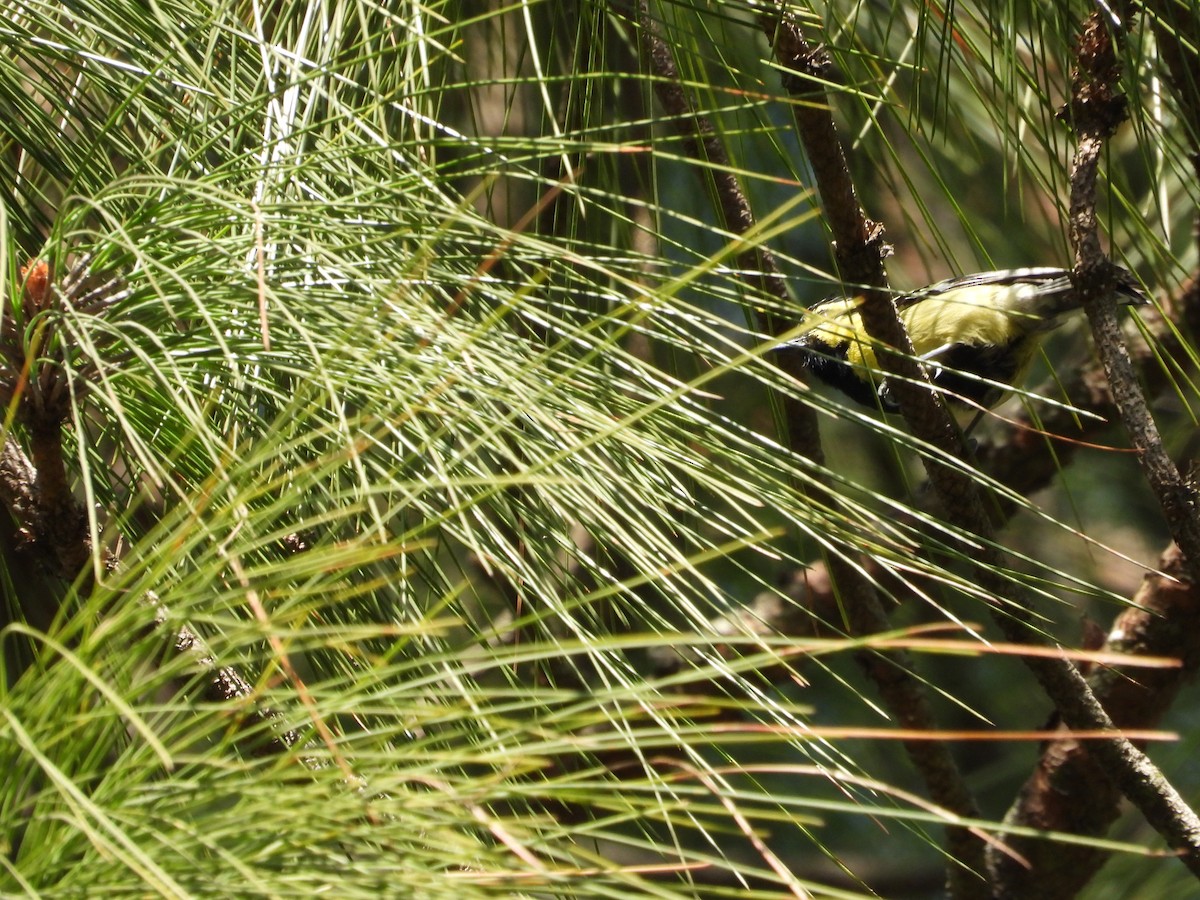 Himalayan Black-lored Tit - ML625724773