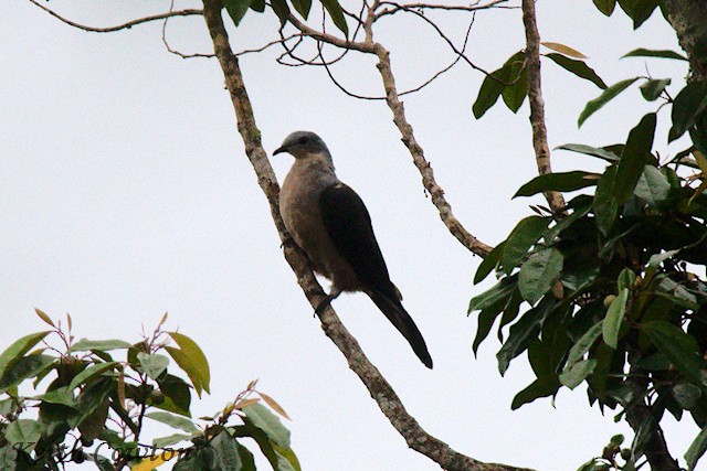 Amboyna Cuckoo-Dove - ML625725091