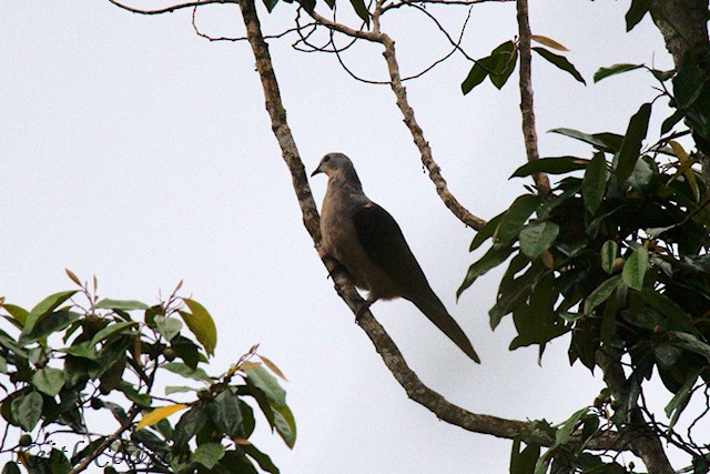 Amboyna Cuckoo-Dove - ML625725093
