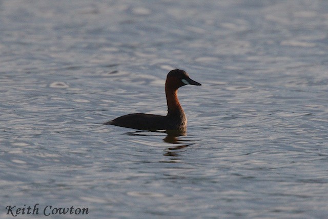 Little Grebe (Tricolored) - ML625725163