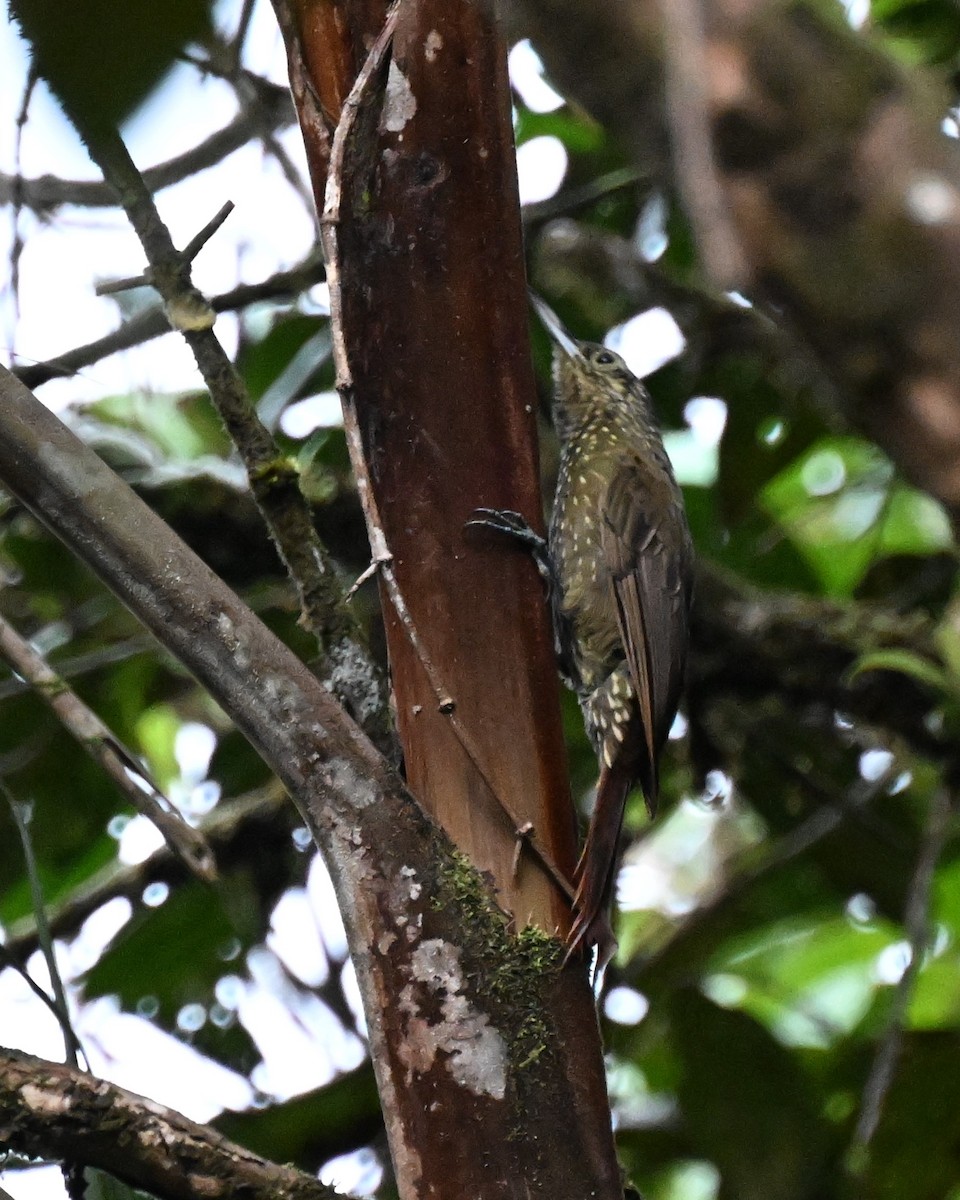 Olive-backed Woodcreeper - ML625725346