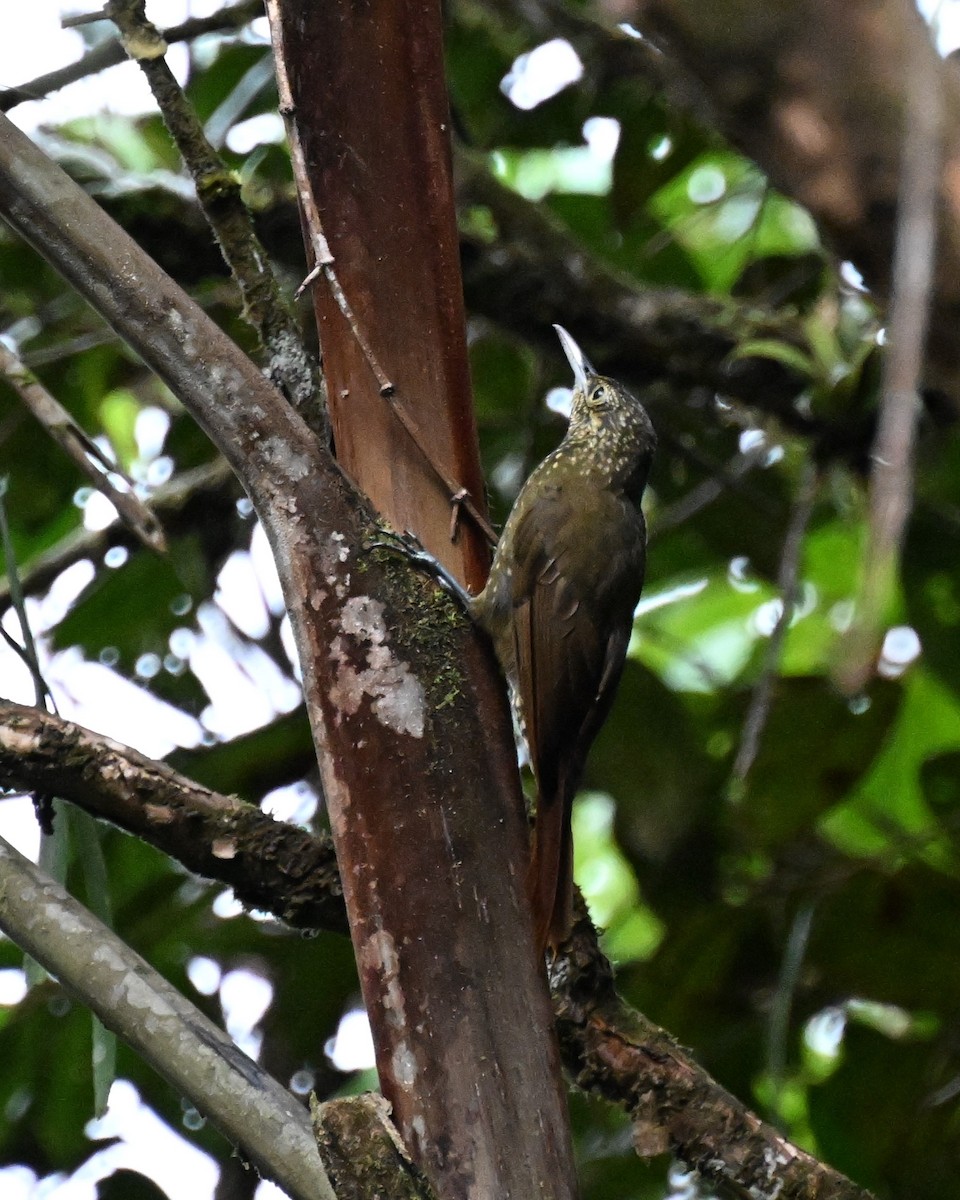 Olive-backed Woodcreeper - ML625725347