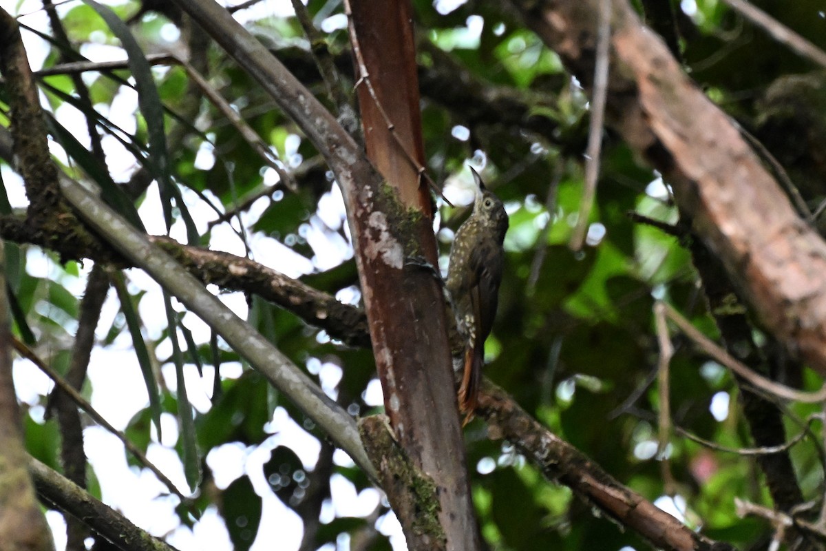 Olive-backed Woodcreeper - ML625725348