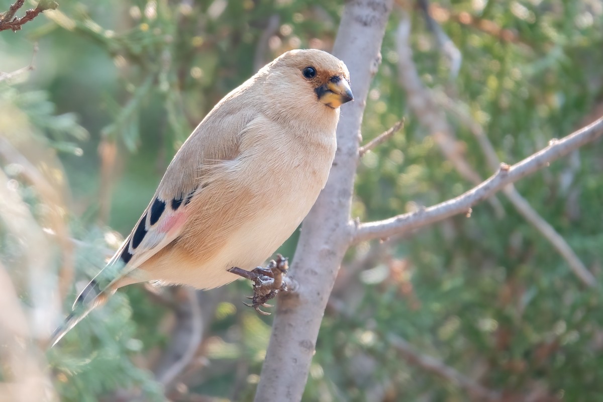 Desert Finch - ML625725440