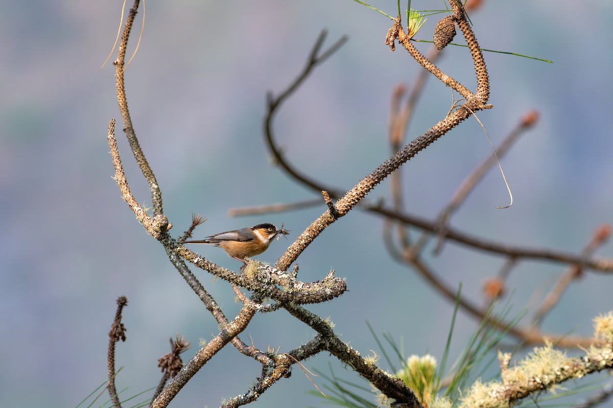 Black-browed Tit - ML625725482