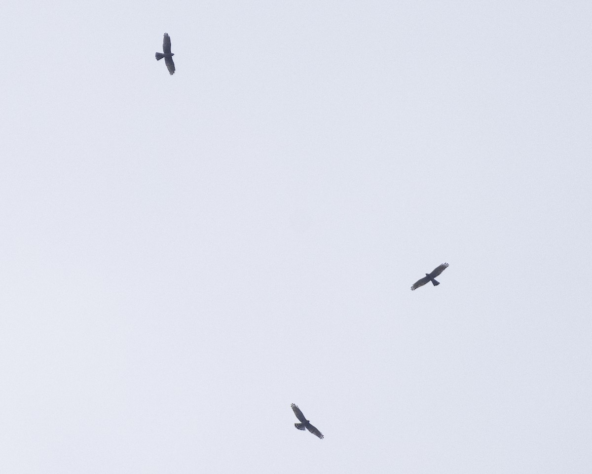 Gray-faced Buzzard - ML625725521