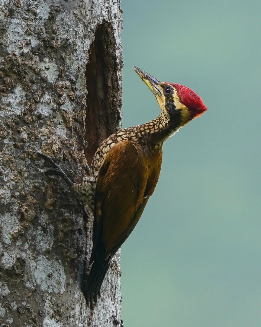 Javan Flameback - ML625725577