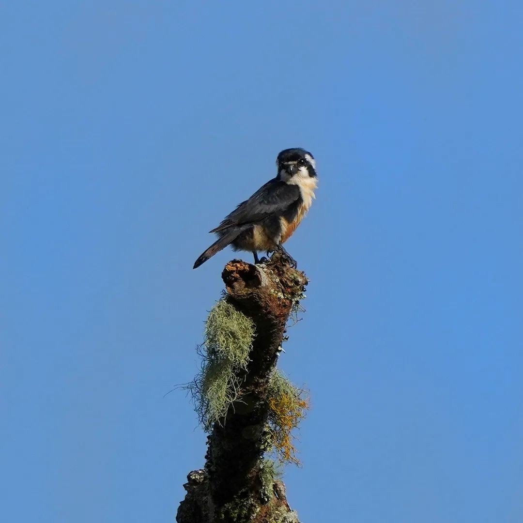 Black-thighed Falconet - ML625725578