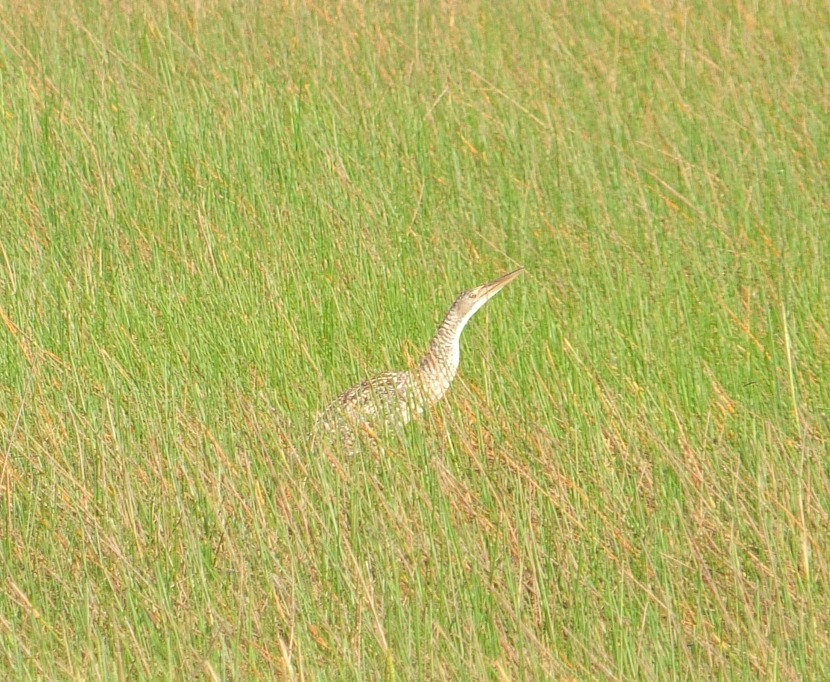 Pinnated Bittern - ML625725678