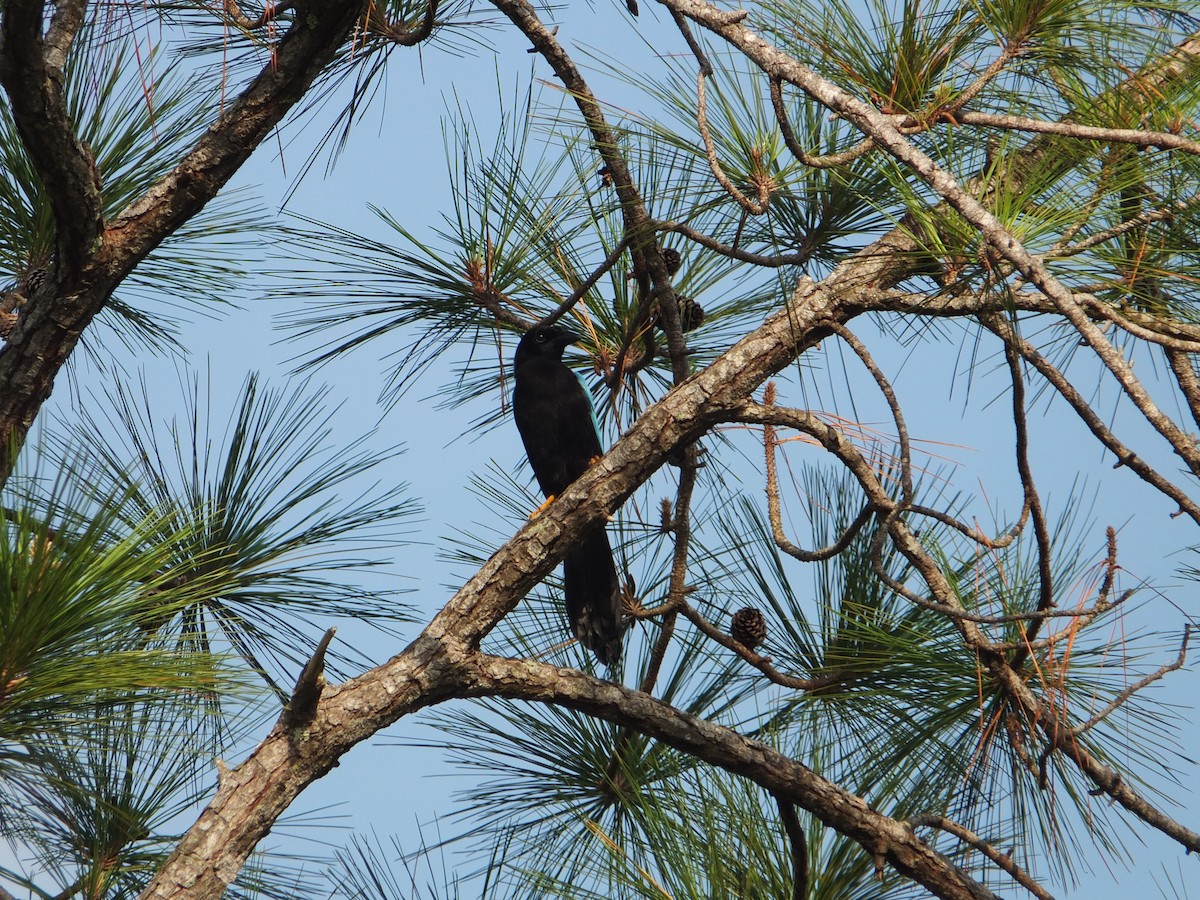 Yucatan Jay - ML625725682