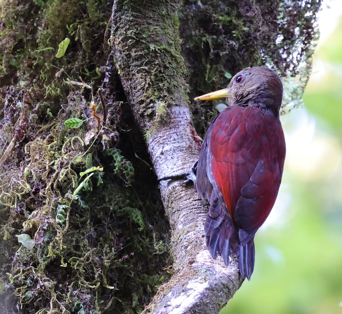 Maroon Woodpecker - ML625725704