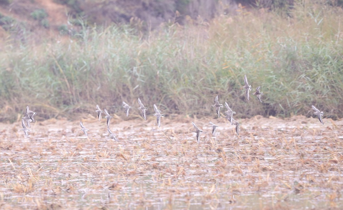 White-rumped Sandpiper - jorge lardiés