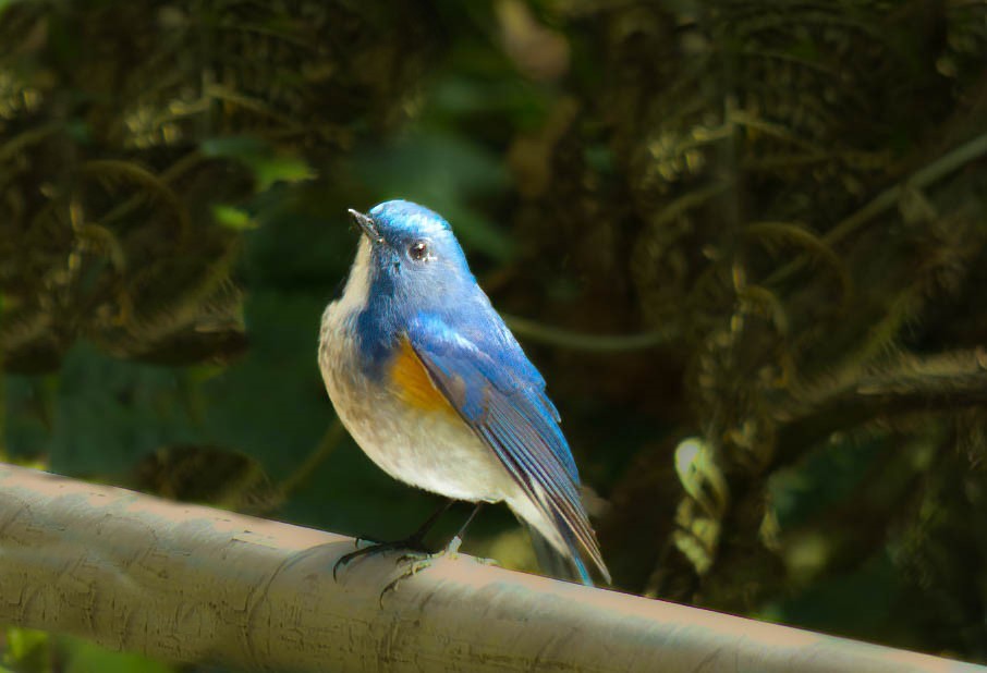 Himalayan Bluetail - ML625725894