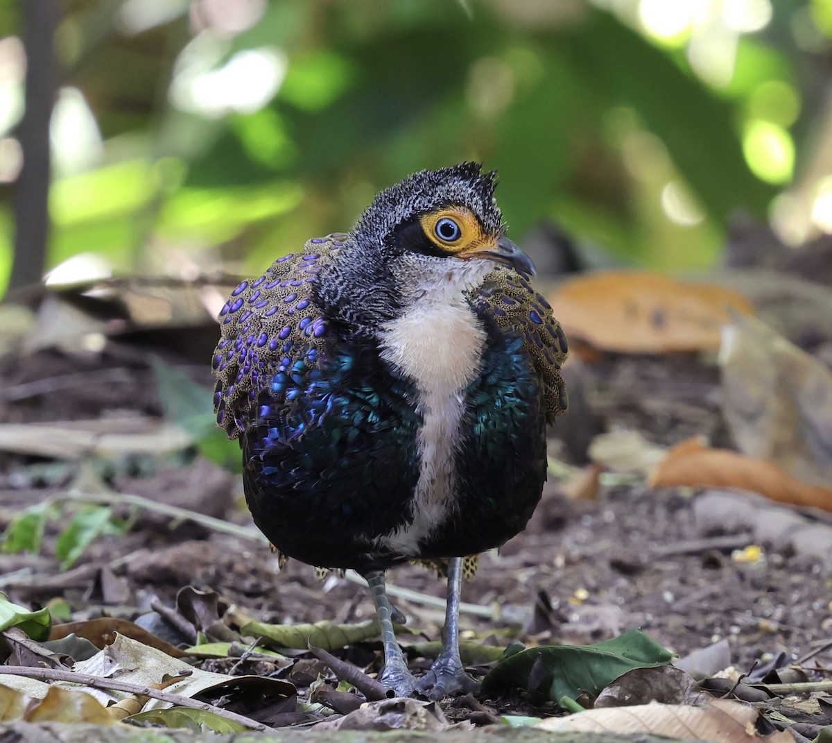 Bornean Peacock-Pheasant - ML625725931