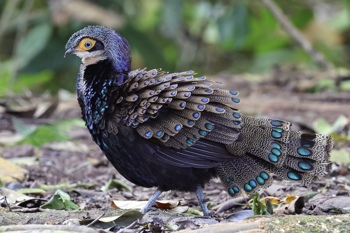 Bornean Peacock-Pheasant - ML625725933