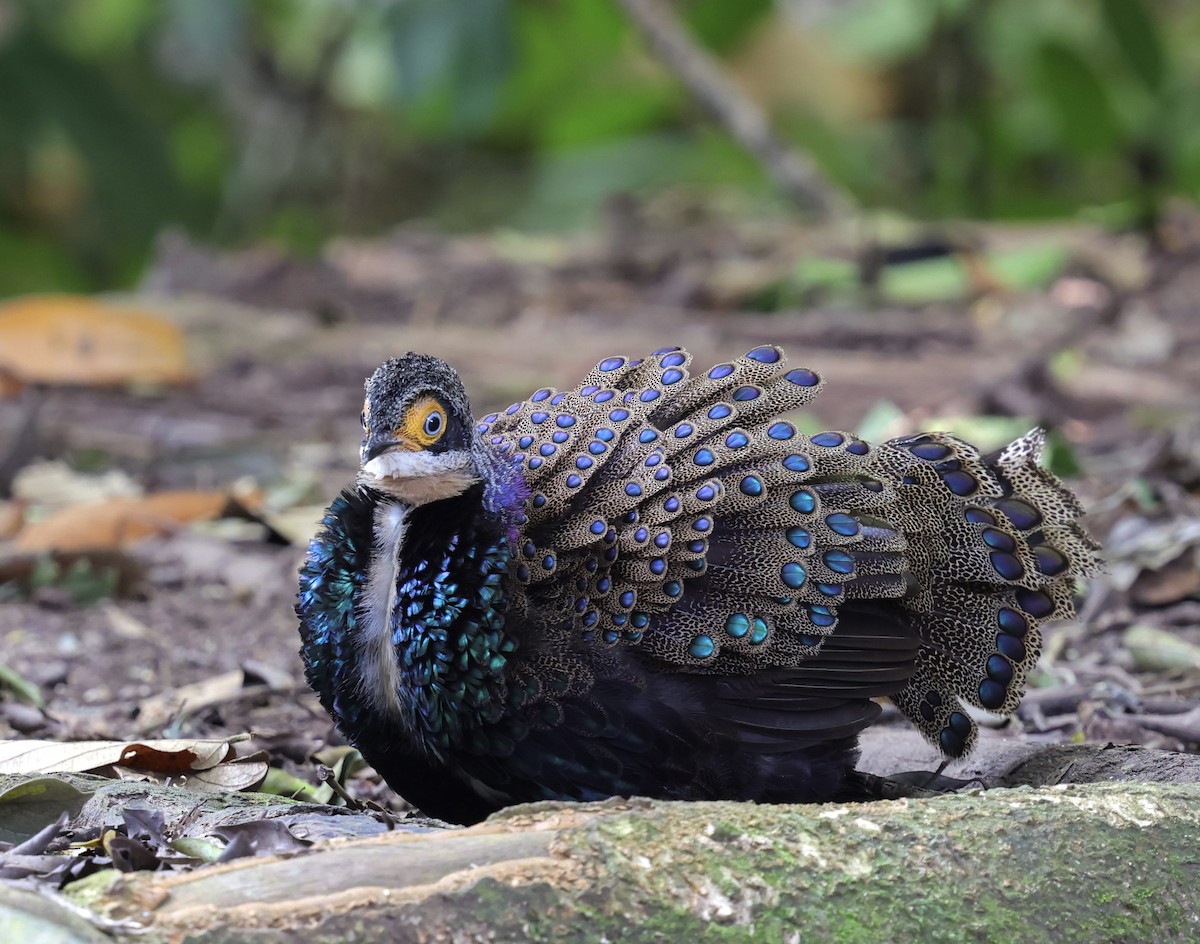 Bornean Peacock-Pheasant - ML625725934