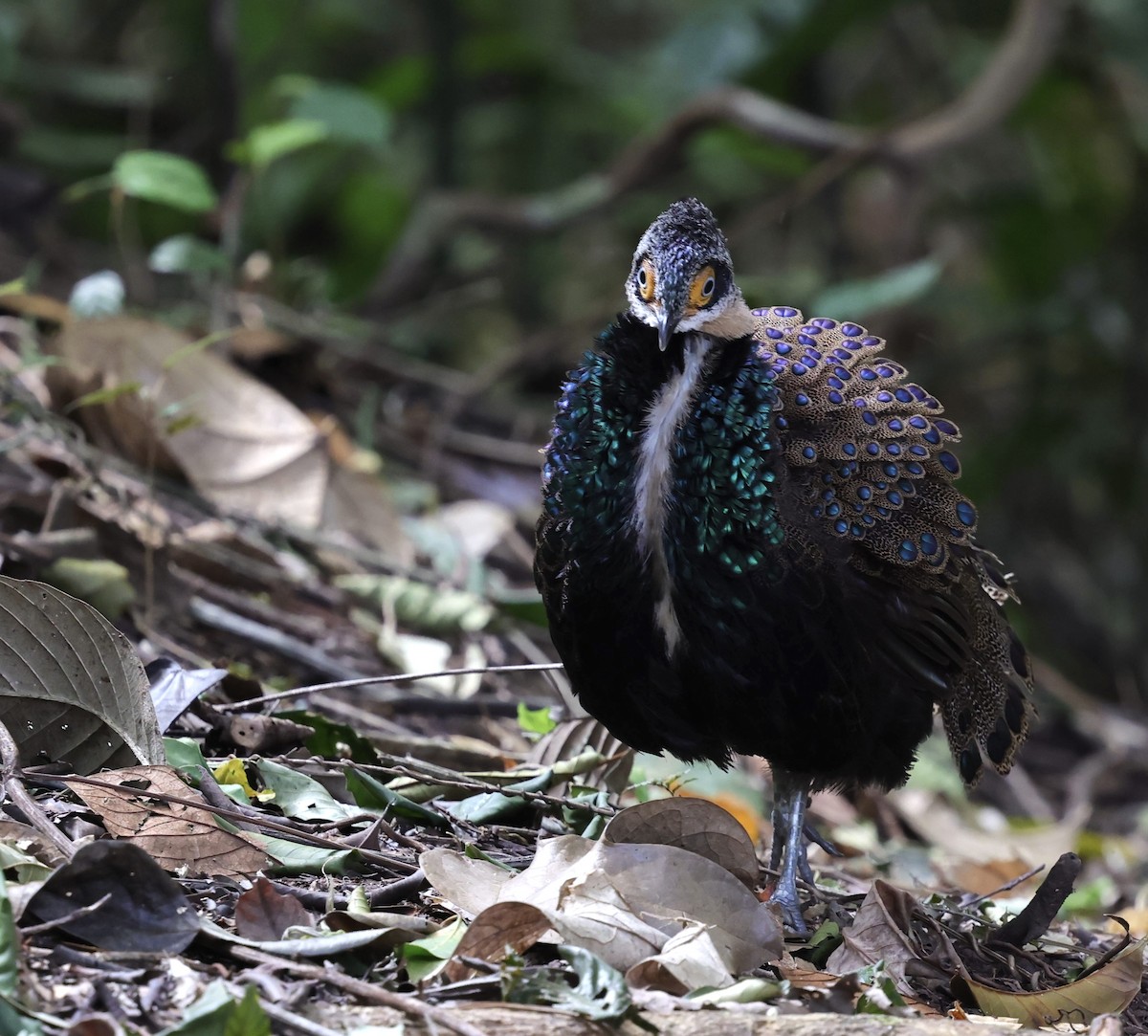 Bornean Peacock-Pheasant - ML625725935