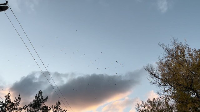 Грак - ML625726213