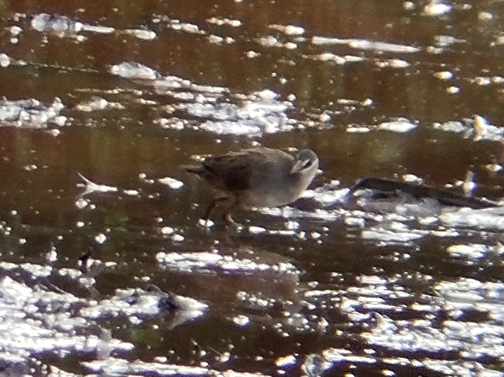 White-browed Crake - ML625726224