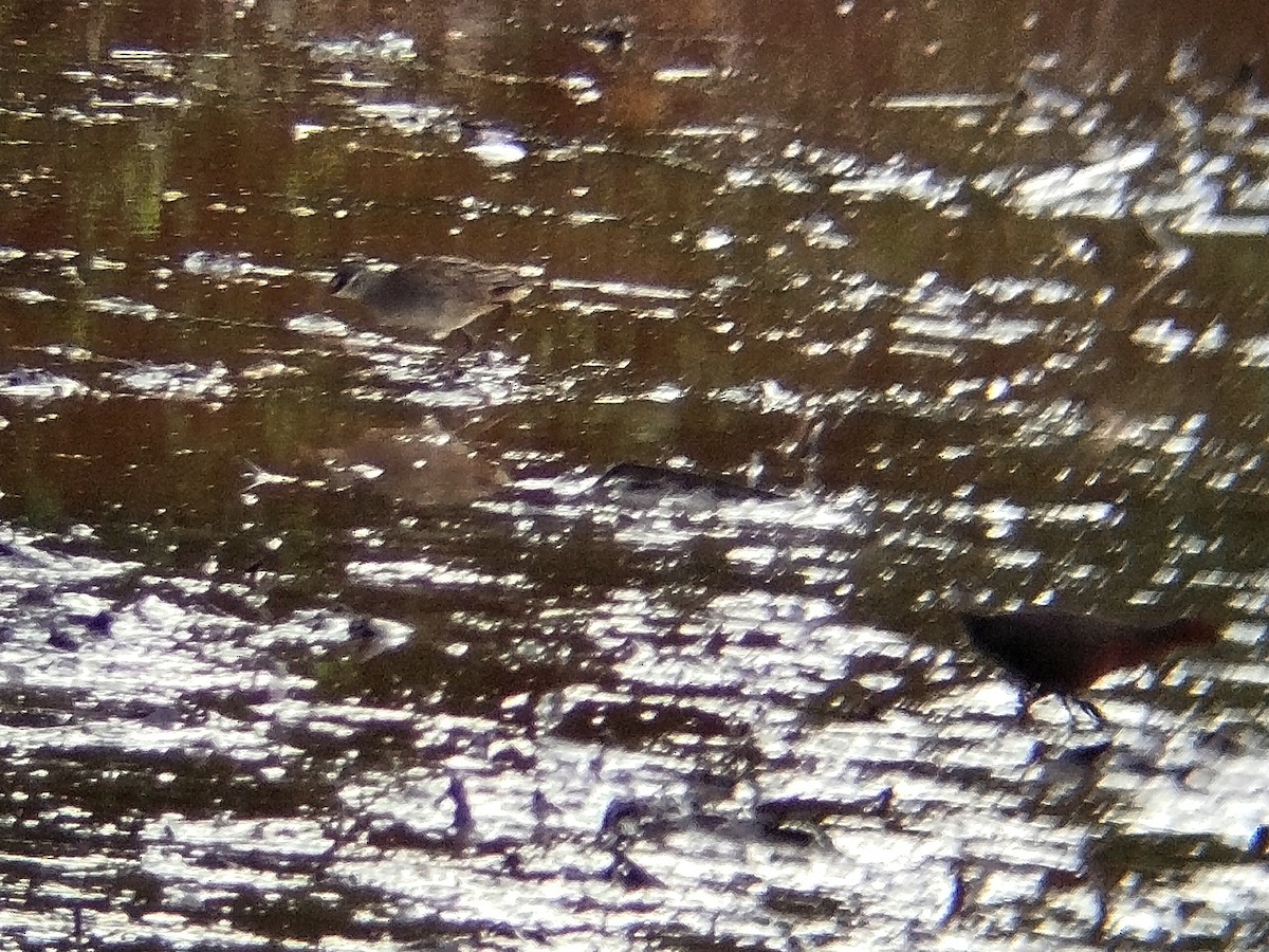 White-browed Crake - ML625726225