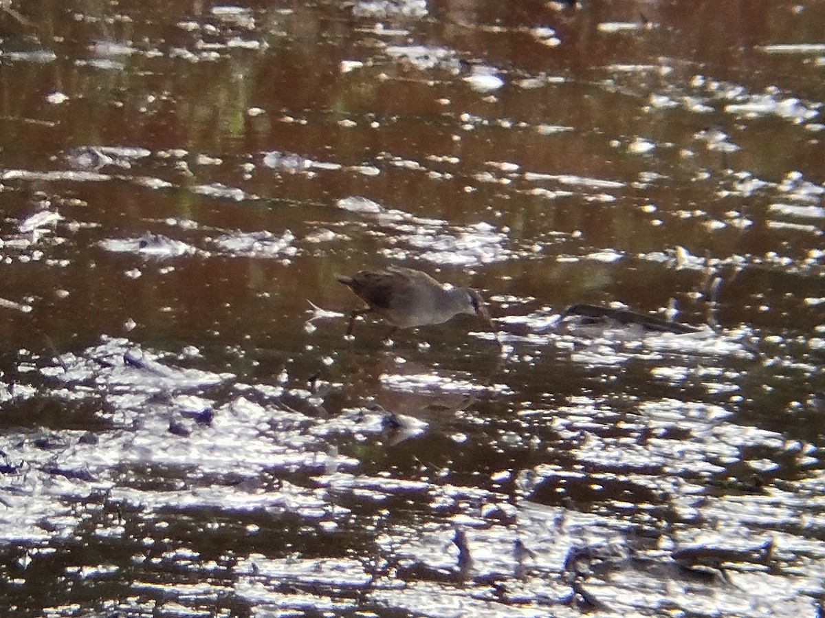 White-browed Crake - ML625726226