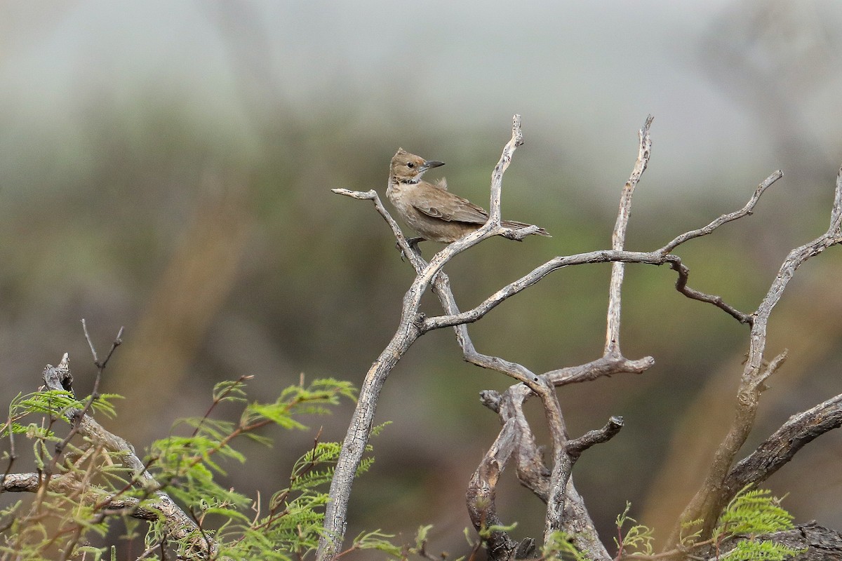 White-throated Cacholote - ML625726346