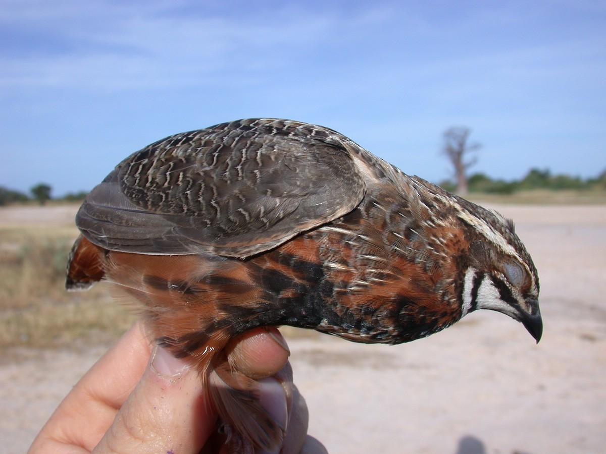 Harlequin Quail - ML625726367