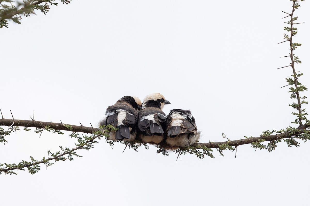 White-rumped Shrike - ML625726372