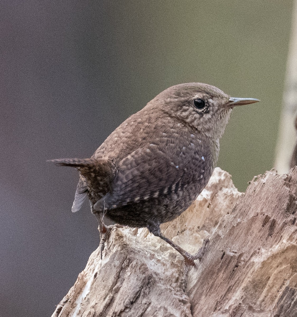 Winter Wren - ML625726500