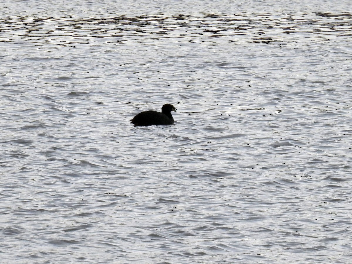 Horned Coot - ML625726885