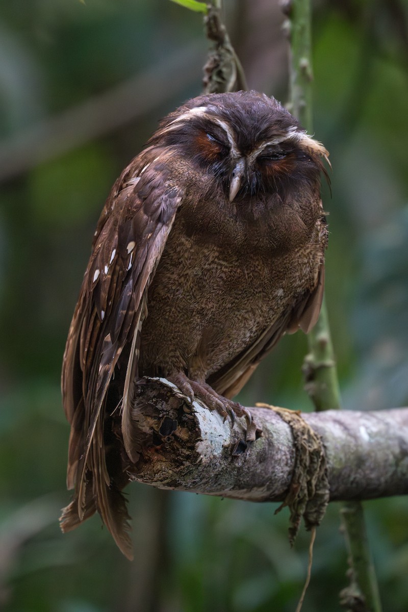 Crested Owl - ML625726887