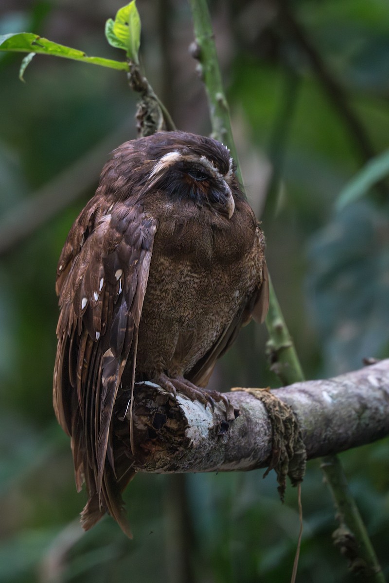 Crested Owl - ML625726888