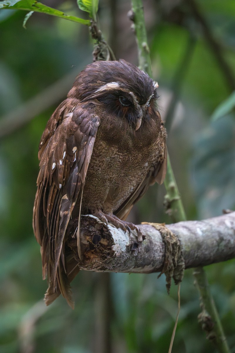 Crested Owl - ML625726889