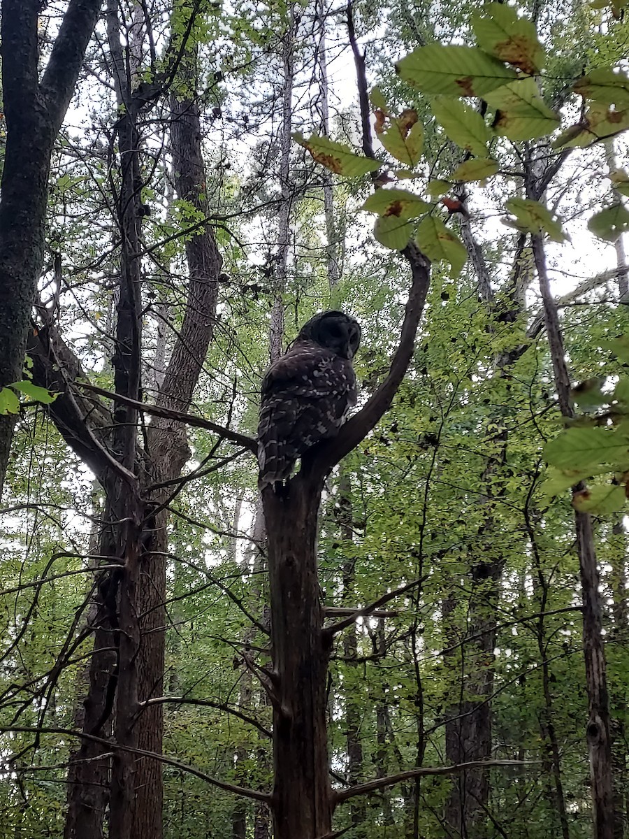 Barred Owl - ML625726938