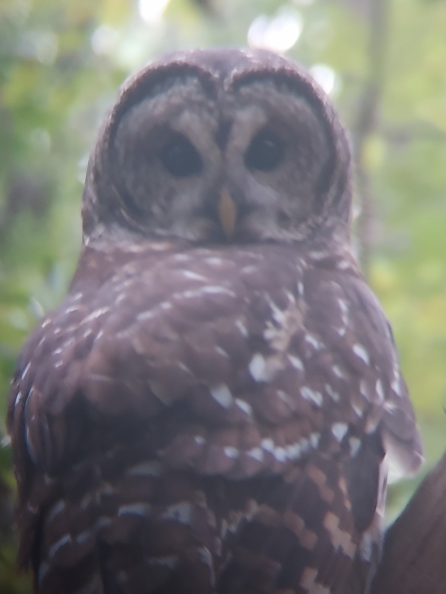 Barred Owl - ML625726939