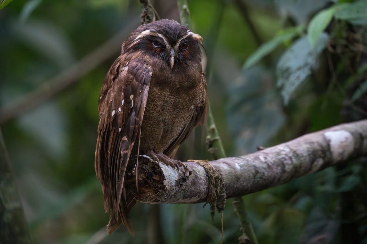 Crested Owl - ML625726947