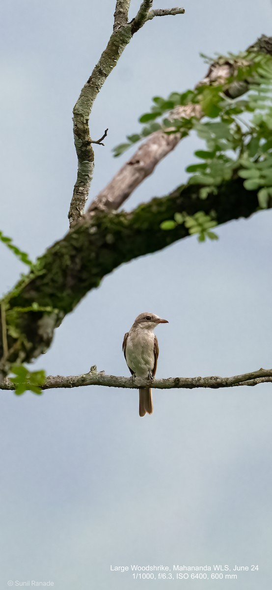 Large Woodshrike - ML625727111