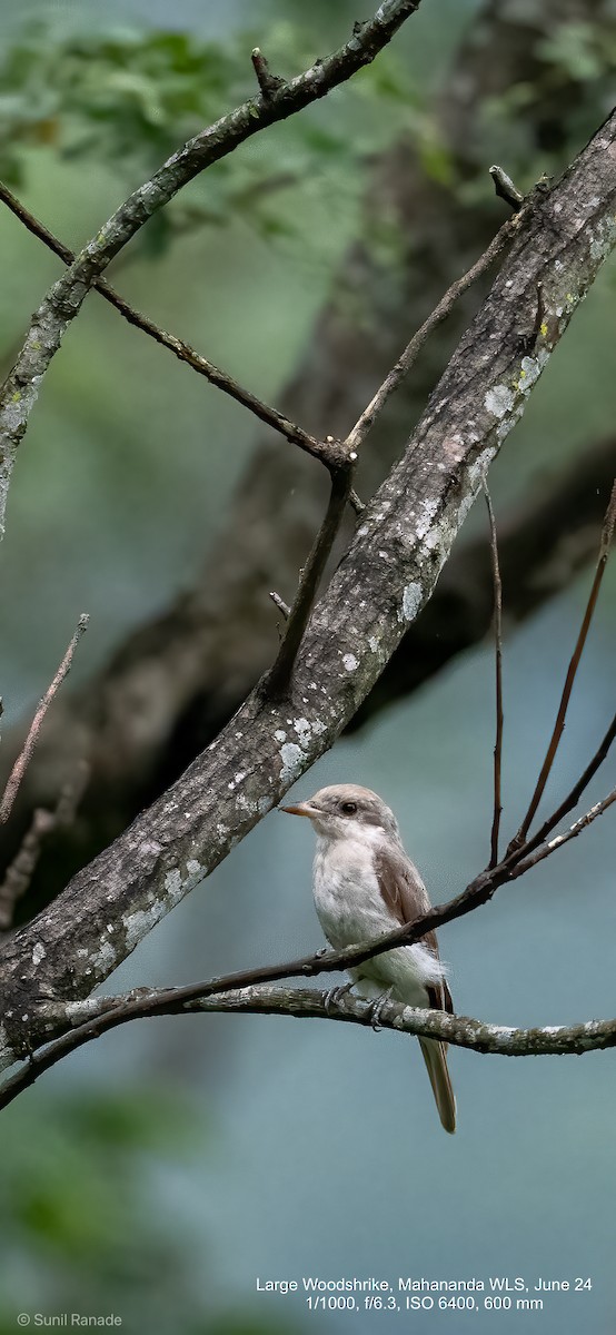 Large Woodshrike - ML625727114